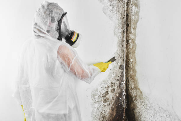 Attic Mold Removal in Budd Lake, NJ
