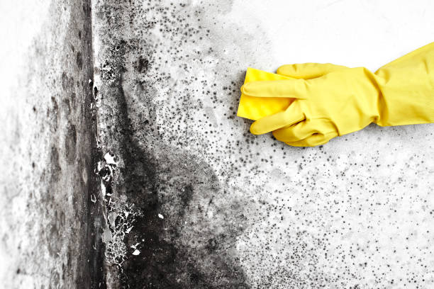 Best Certified Mold Removal  in Budd Lake, NJ