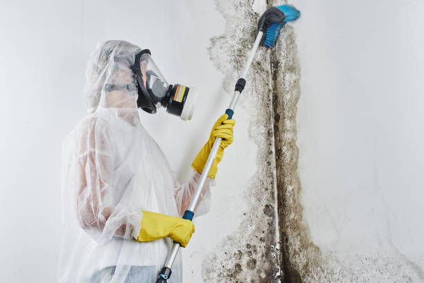 Professional Mold Removal in Budd Lake, NJ