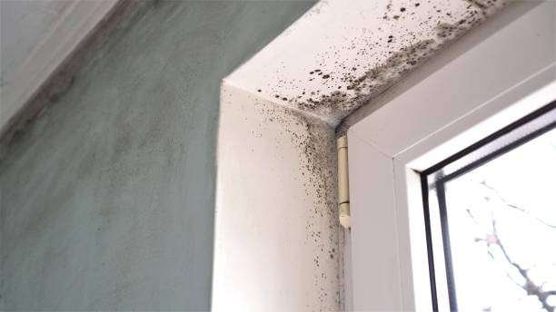 Best Fast Mold Removal  in Budd Lake, NJ