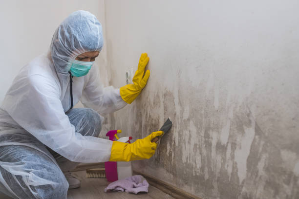 Mold Removal and Inspection in Budd Lake, NJ