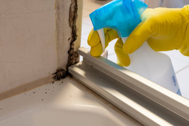 Best Mold Removal Near Me  in Budd Lake, NJ