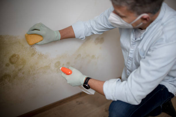 Best Office Mold Removal Services  in Budd Lake, NJ