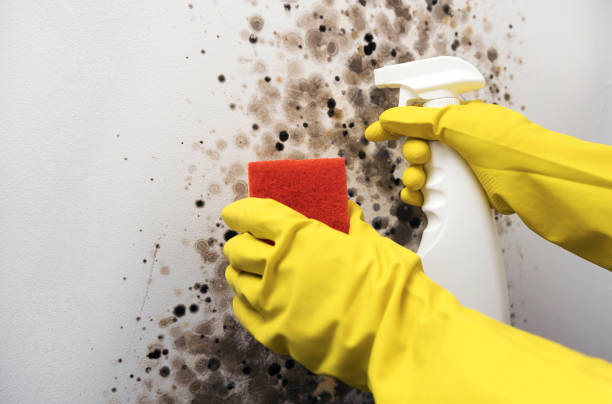Best Best Mold Removal Companies  in Budd Lake, NJ