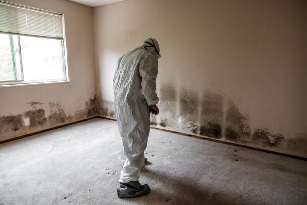 Best Crawl Space Mold Removal  in Budd Lake, NJ