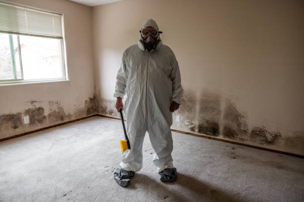 Best Local Mold Removal Service  in Budd Lake, NJ