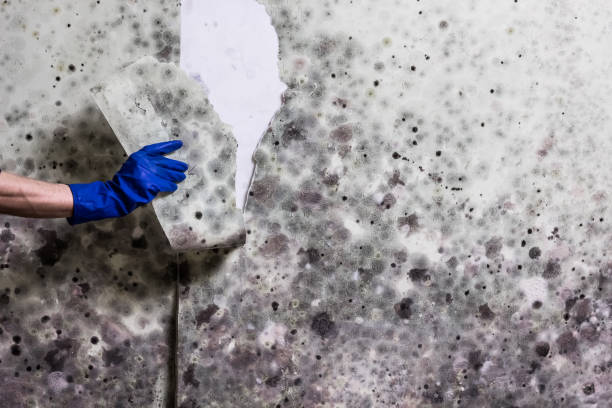Best Emergency Mold Removal  in Budd Lake, NJ