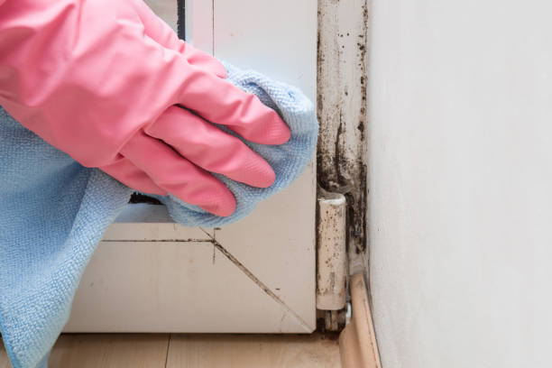 Best Mold Removal Near Me  in Budd Lake, NJ