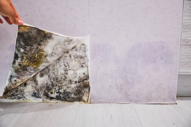 Best Toxic Mold Removal  in Budd Lake, NJ